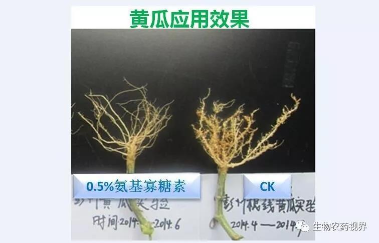 氨基寡糖素 - 植物的免疫衛(wèi)士，根結(jié)線蟲的克星